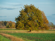 autumn landscape with tree