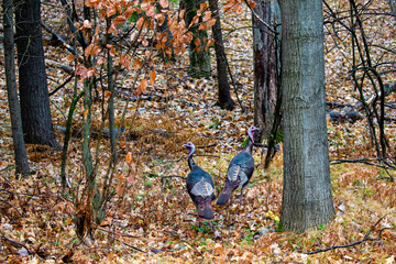 Wall Mural - Two (Meleagris gallopavo) Wild turkeys in a Wisconsin forest