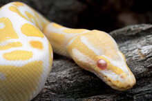 Albino Ball Python Snake - Close-up