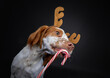 Portrait of a cute brittany spaniel dog wearing reindeer antlers and licking a candy cane isolated on a black background
