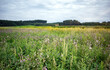 Blühsteifen mit Kräutern und Wildblumen zum Artenschutz zwischen Ackerflächen und Wald an einem wolkenverhangenen Tag in Bayern  
