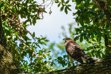 Juvenile Mississippi Kite Vocalizing While Perched On A Large Branch Of A Live Oak Tree In New Orleans, Louisiana, USA