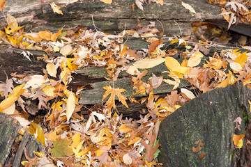 Poster - yellow autumn leaves (some silver maple) under a tree on old wood stumps and branches