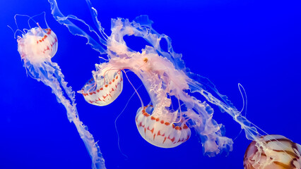 Jellyfishes swimming in aquarium, illuminated with  blue light