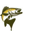 Walleye Fishing Logo illustration. Unique and fresh walleye zander fish jumping out of the water. Great to use as your walleye fishing activity. 