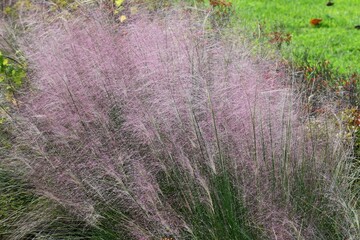 Canvas Print - Muhlenbergia capillaris. Poaceae perennial plant.
The flowering season is from September to October.