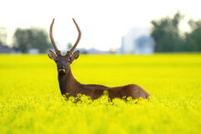 Young Male Elk Is Standing In The Yellow Canola Field.