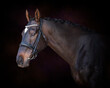 Portrait of a bay brown horse wearing a bridle headshot on a plum maroon painterly background