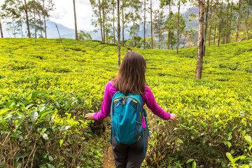 Poster - Tea plantations in Sri Lanka