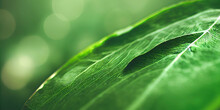 Green Leaf Background Close Up View. Nature Foliage Abstract Of Leave Texture For Showing Concept Of Green Business And Ecology For Organic Greenery And Natural Product Background. 3D Illustration.