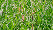 Baya Bird Known As Ploceus Philippinus Sitting In Green Pearl Millet Corn Field. Baya Is A Weaverbird Found Across The Indian Subcontinent And Southeast Asia. Bright Warm Sunrays