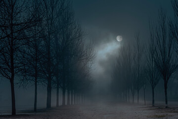 Poster - Foggy full moon night