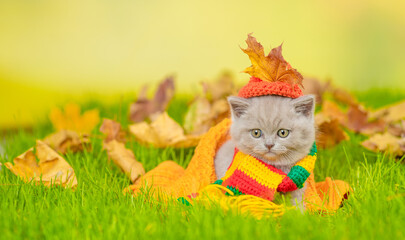 Canvas Print - Unhappy kitten wearing warm scarf lying with a fallen leaf on its head at autumn park. Empty space for text