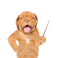 Poster - Happy mastiff puppy pointing away on empty space. isolated on white background