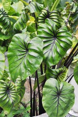 Wall Mural - green leaves pharaoh mask elephant ear or colocasia pharaoh mask,Araceae on natural background 
