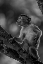 Toque Macaque Monkey Climbs Onto A Slender Tree Trunk In The Shade Of The Tropical Rain Forest, Cheek Pouch Full Of Collected Food.
