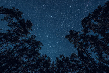 Wall Mural - a night sky in a pine forest at christmas day