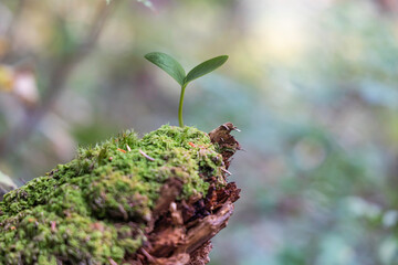 Canvas Print - 自然の森の中で発芽する植物　エコイメージ