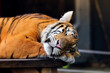 cute sleeping bengal tiger in habitat background	