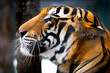 portrait of beautiful bengal tiger 
