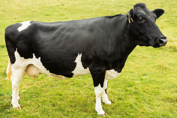 Wall Mural - close up of a fine black and white holstein friesian cow, facing right in green meadow, yorkshire da