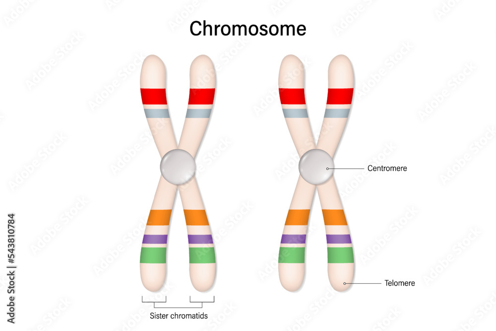 Structure of chromosome vector. Centromere and Telomere. Biological ...