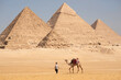 Camel at Pyramids of Giza