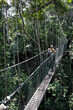 Canopy walk in the Taman Negara's rainforest, Malaysia