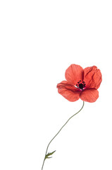 Wall Mural - One red poppy isolated on a white background