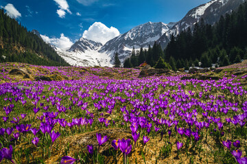 Wall Mural - Purple crocus flowers on the mountain slope, Carpathians, Romania