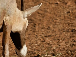 Sticker - Closeup view of an Arabian oryx grazing grass in a zoo in sunny weather