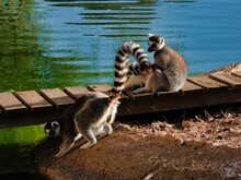 Fluffy Ring-tailed Lemur Sitting Near The Water Pond In Sunny Weather In A Zoo