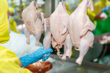 Wall Mural - Hand in blue gloves pull chicken leg on conveyor jack.