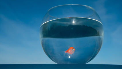 Wall Mural - A goldfish swims in a round aquarium against a blue sky. 