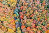Fototapeta Do pokoju - Aerial view of forest and road in autumn with colorful trees. Drone photography. Amazing nature landscape dreamy top aerial view. Mountain forest natural vivid colors. Aerial colorful fall foliage