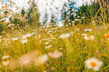 Wall Mural - Beautiful natural colorful forest field early autumn season. Meadow nature sunset blooming daisy flowers, sun rays beams. Closeup blur bokeh woodland forest nature. Idyllic panoramic floral landscape
