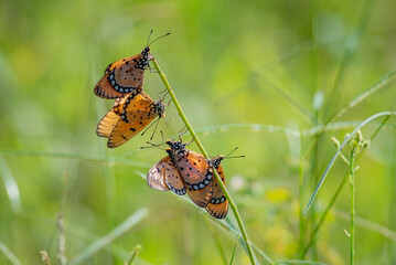 Wall Mural - Mass mating phenomena of tawny coster butterflies Acraea terpsicore on a grass during mating season with bokeh background
