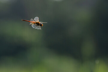 Wall Mural - a yellow dragonfly flying with bokeh background