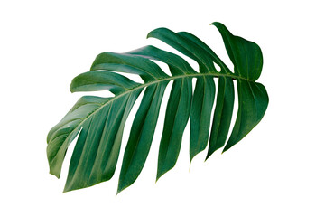 tropical leaf isolated on transparent background for design element