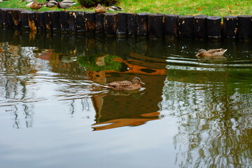 Wall Mural - lake with ducks in the park