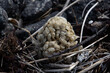 Spawn ball of a common whelk, Buccinum undatum or Wellhornschnecke