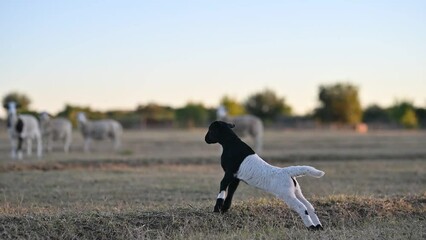 Sticker - Black and white baby lamb