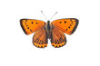 Large copper butterfly, isolated on transparent background