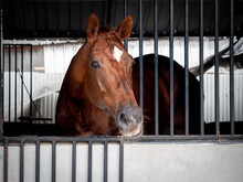 A Brown Horse With White Spot On The Head Standing In A Stable Locked Cage, Looking At Camera.