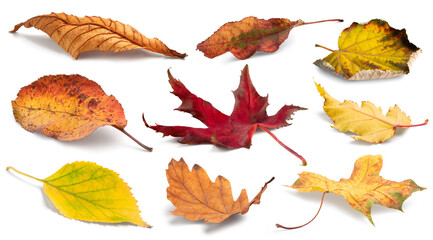 Poster - Autumn leaves isolated. Collection of colorful fallen autumn leaves isolated on white background
