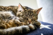 Close-up View Of A Gray Tabby Cat Sleeping On The Blanket