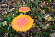 Two Amanita Muscaria Or Fly Agarics In Autumn In The Woods, Close Up