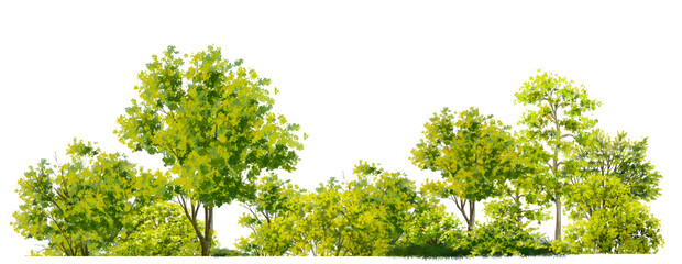 Wall Mural - watercolor of tree side view isolated on white background for landscape and architecture drawing, el