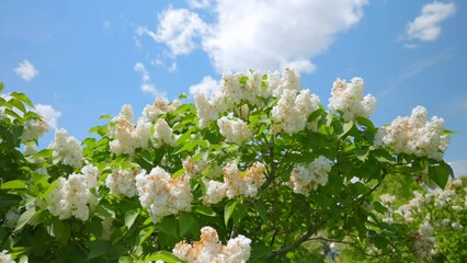 Wall Mural - Beautiful view of white lilacs in the garden.