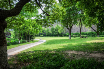 Wall Mural - Nice green forest landscape in the city